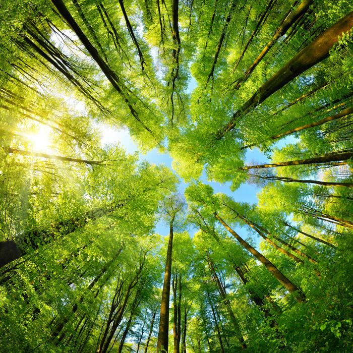 Proteccción del medioambiente